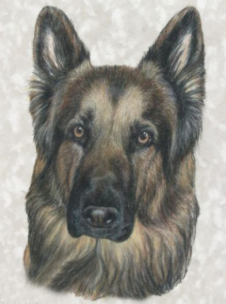 Portrait of german shepherd